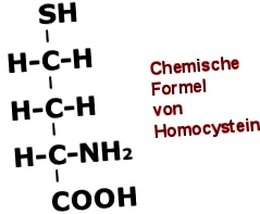 homocisztein szint