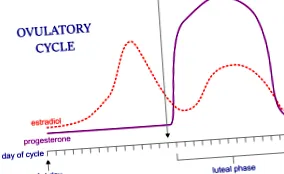 egyensúlyban hormonok