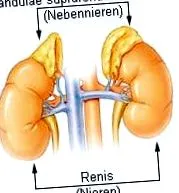 ketogén