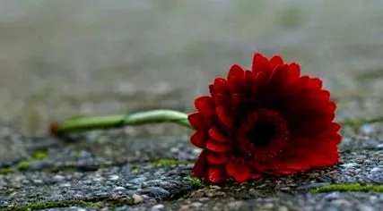 ghimbirul