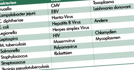 nephritis