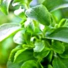 értékek stevia