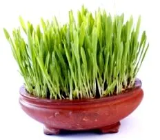 calorii
