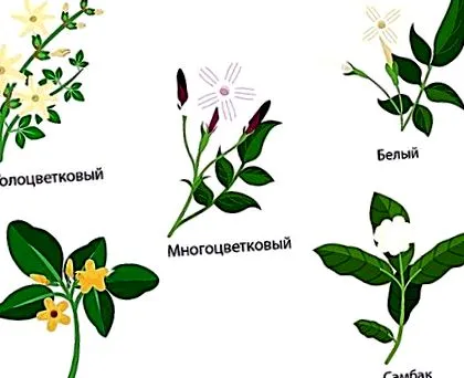 сорти