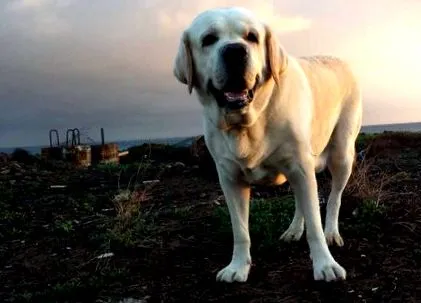 labrador