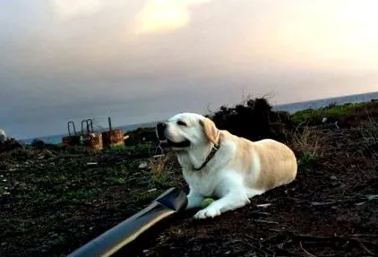 Labrador Tonko