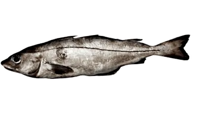 tápanyag-előnnyel