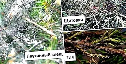 обична