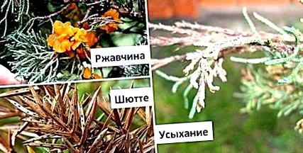 обична