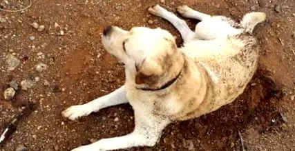 Labrador Tonko