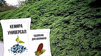 обична