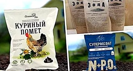 жасмин