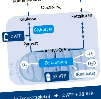 ketogén