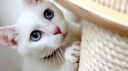 tippek