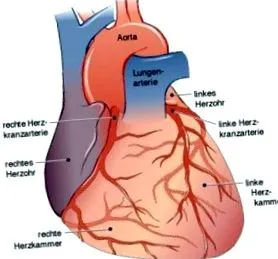 arterelor
