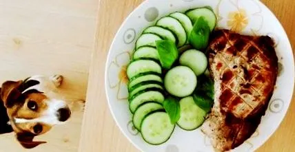 кучињата кучињата