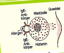 alacsony alacsony