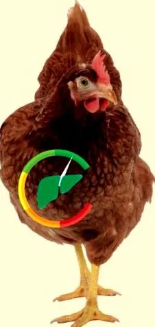 ficatului