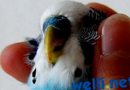 poruchy