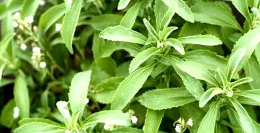 stevia
