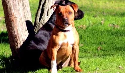 terrier
