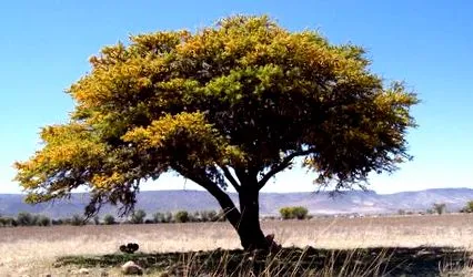 huizache