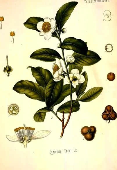 Camellia Thea