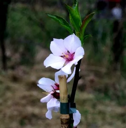 Camellia Thea