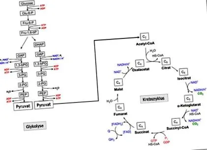 tehenek