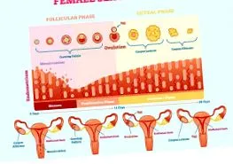 endometrium