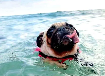 mopsz teljes
