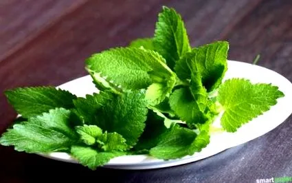 mint