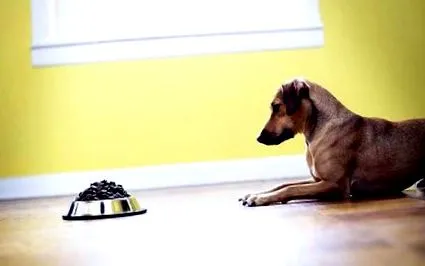 otthont boldog