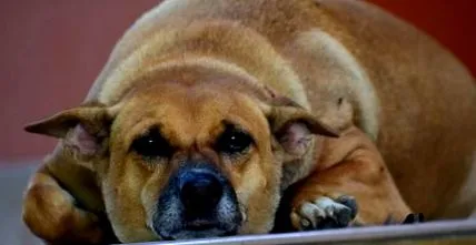 obezității