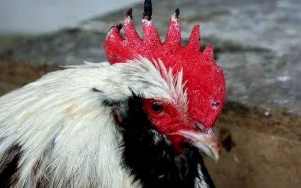 kuracieho