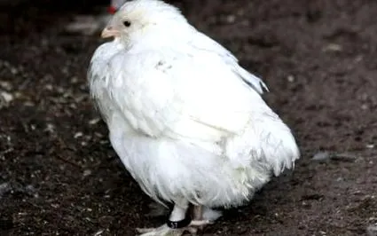 kuracieho
