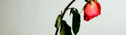 mellékvese-fáradtság