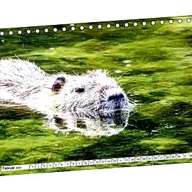 birou nutria