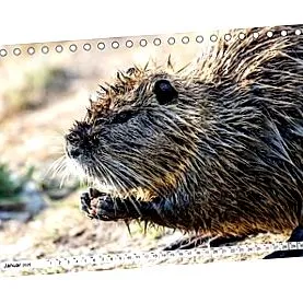 nutria calendar