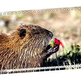 nutria calendar
