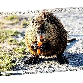 calendar nutria