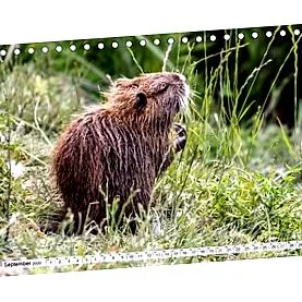 birou nutria