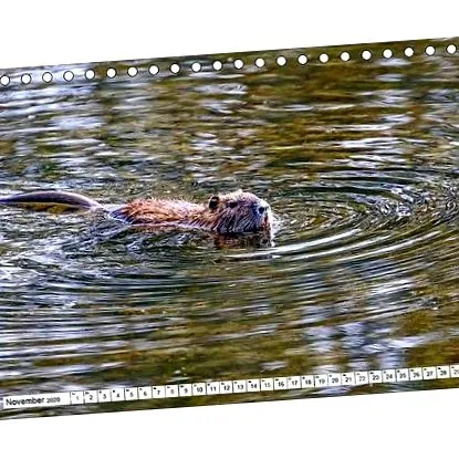 nutria nutria