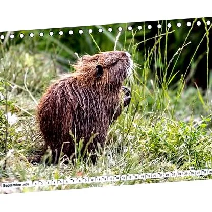 calendar nutria