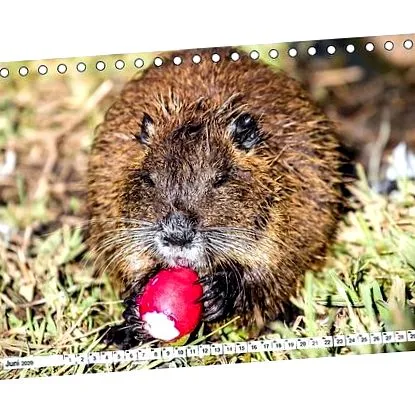 birou calendar