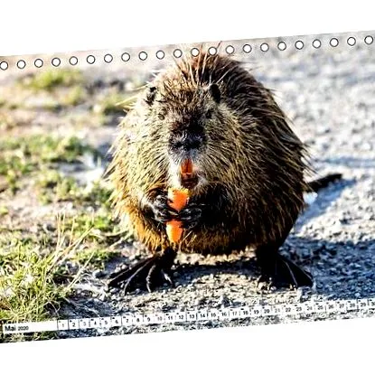 calendar nutria