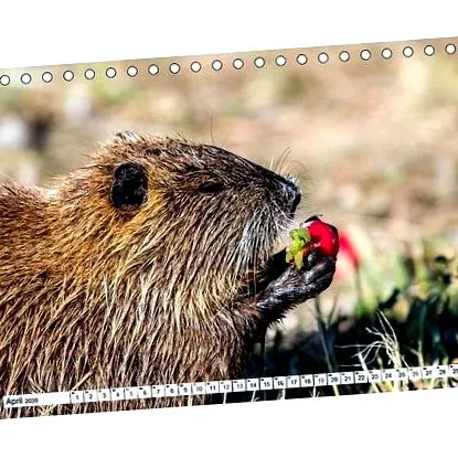birou calendar