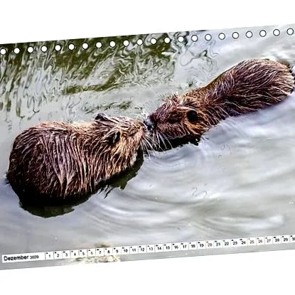 birou calendar