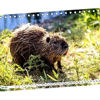 nutria birou