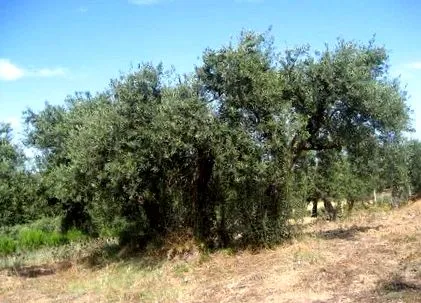 vremuri